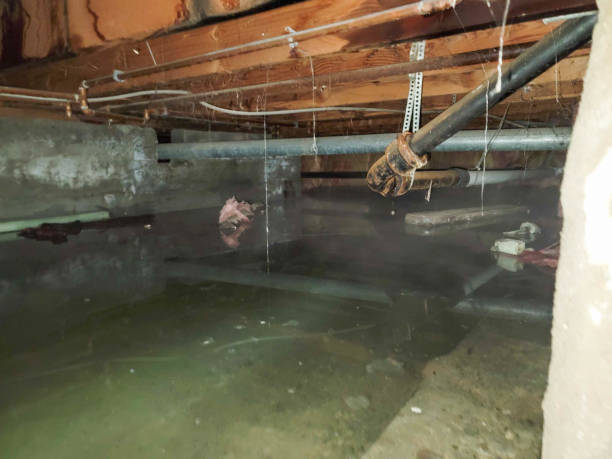 Best Professional water damage repair  in Marianna, FL